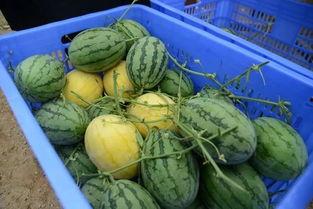 黄金吃瓜娱乐,揭秘娱乐圈幕后故事